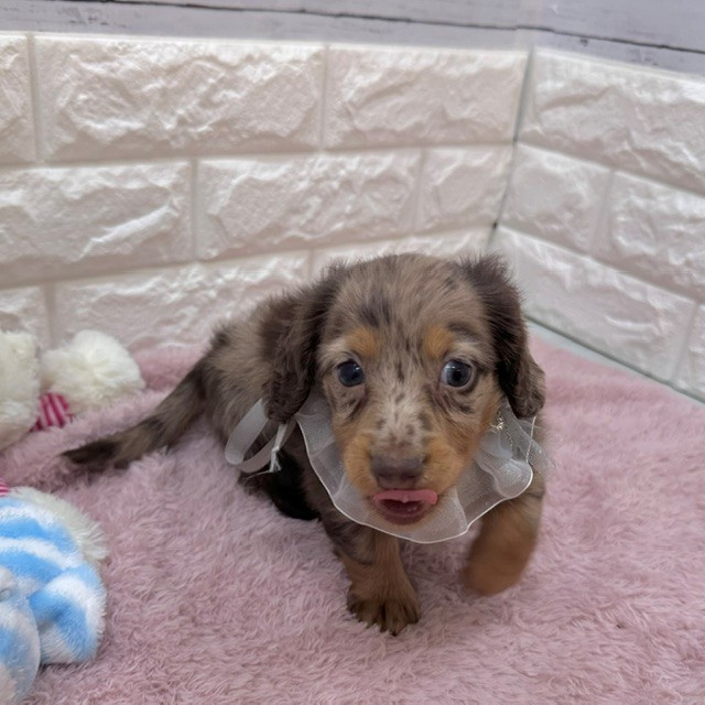 静岡県のカニンヘンダックスフンド(ロング) (犬の家＆猫の里アミーゴ浜松和田店/2026年4月6日生まれ/男の子/チョコレートダップル)の子犬の3枚目の画像