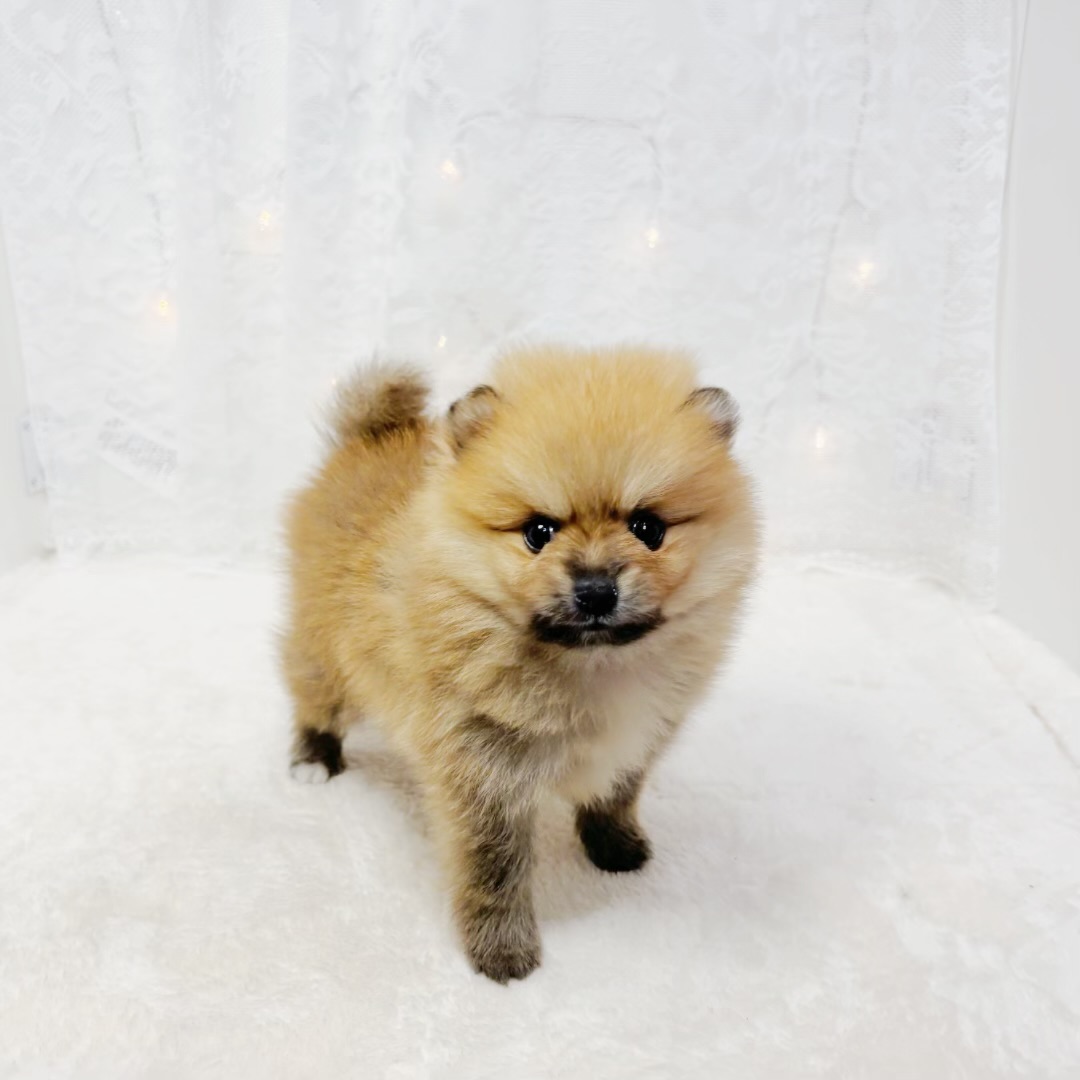 千葉県のポメラニアン (犬の家＆猫の里BIGHOPガーデンモール印西店/2026年4月5日生まれ/男の子/オレンジ)の子犬の3枚目の画像