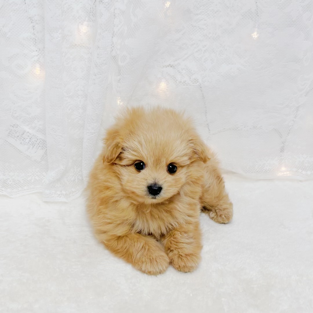 千葉県のポメプー(ポメラニアン×プードル) (犬の家＆猫の里BIGHOPガーデンモール印西店/2026年4月6日生まれ/男の子/アプリコット)の子犬の3枚目の画像
