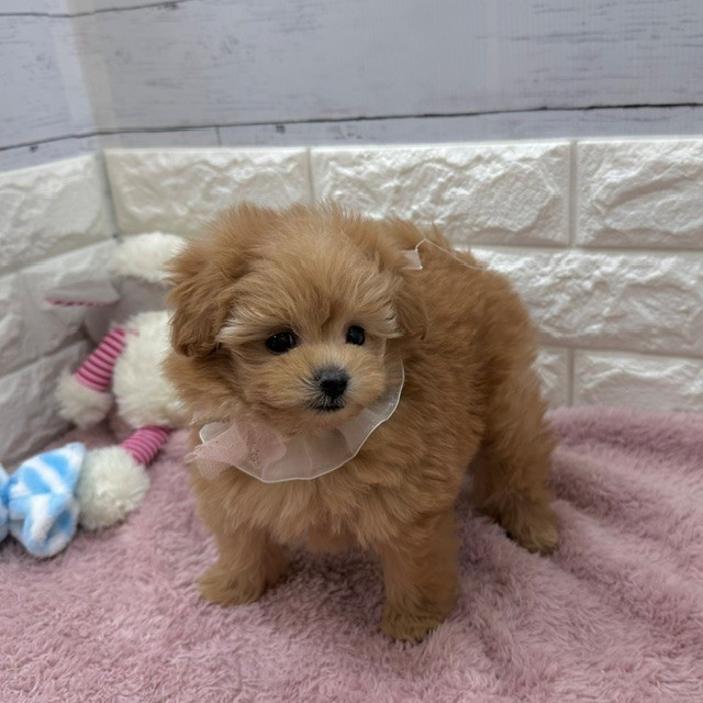静岡県のポメプー(ポメラニアン×プードル) (犬の家＆猫の里アミーゴ浜松和田店/2026年4月6日生まれ/女の子/アプリコット)の子犬の3枚目の画像