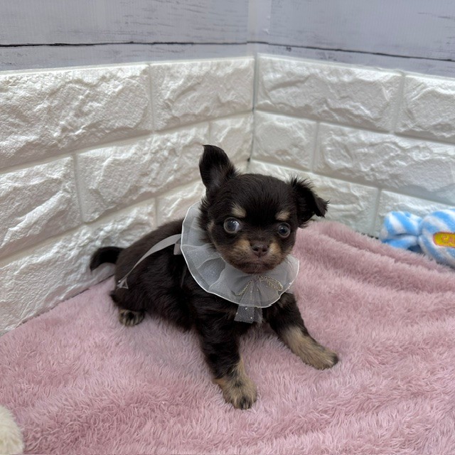 静岡県のチワワ(ロング) (犬の家＆猫の里アミーゴ浜松和田店/2026年4月7日生まれ/男の子/チョコレートタンホワイト)の子犬の3枚目の画像