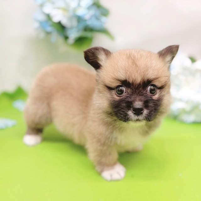 静岡県のハーフ犬・ミックス犬 (犬の家＆猫の里藤枝店/2026年4月5日生まれ/男の子/フォーンホワイト)の子犬の3枚目の画像