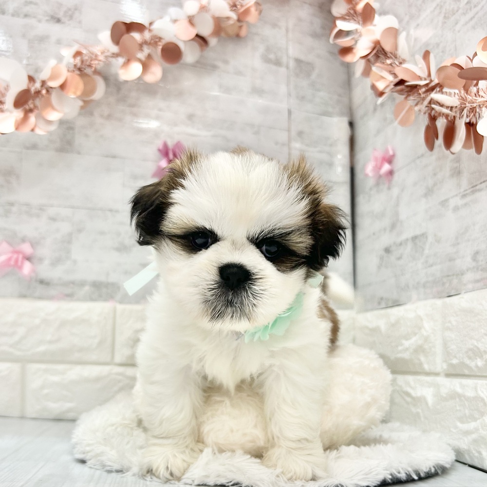 静岡県のシーズー (犬の家＆猫の里プレ葉ウォーク浜北店/2026年4月6日生まれ/男の子/ホワイトゴールド)の子犬の3枚目の画像