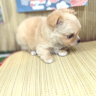 神奈川県のチワワ(ロング) (犬の家＆猫の里小田原店/2026年4月6日生まれ/男の子/クリーム)の子犬の3枚目の画像