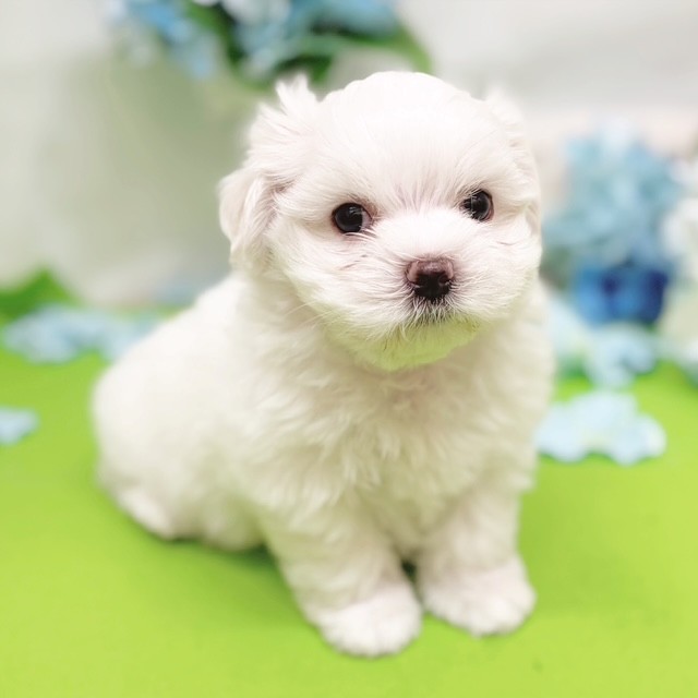 静岡県のマルチーズ (犬の家＆猫の里藤枝店/2026年4月7日生まれ/男の子/ホワイト)の子犬の3枚目の画像