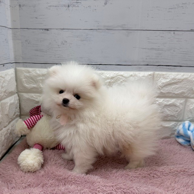 静岡県のポメラニアン (犬の家＆猫の里アミーゴ浜松和田店/2026年4月7日生まれ/男の子/ホワイト)の子犬の3枚目の画像