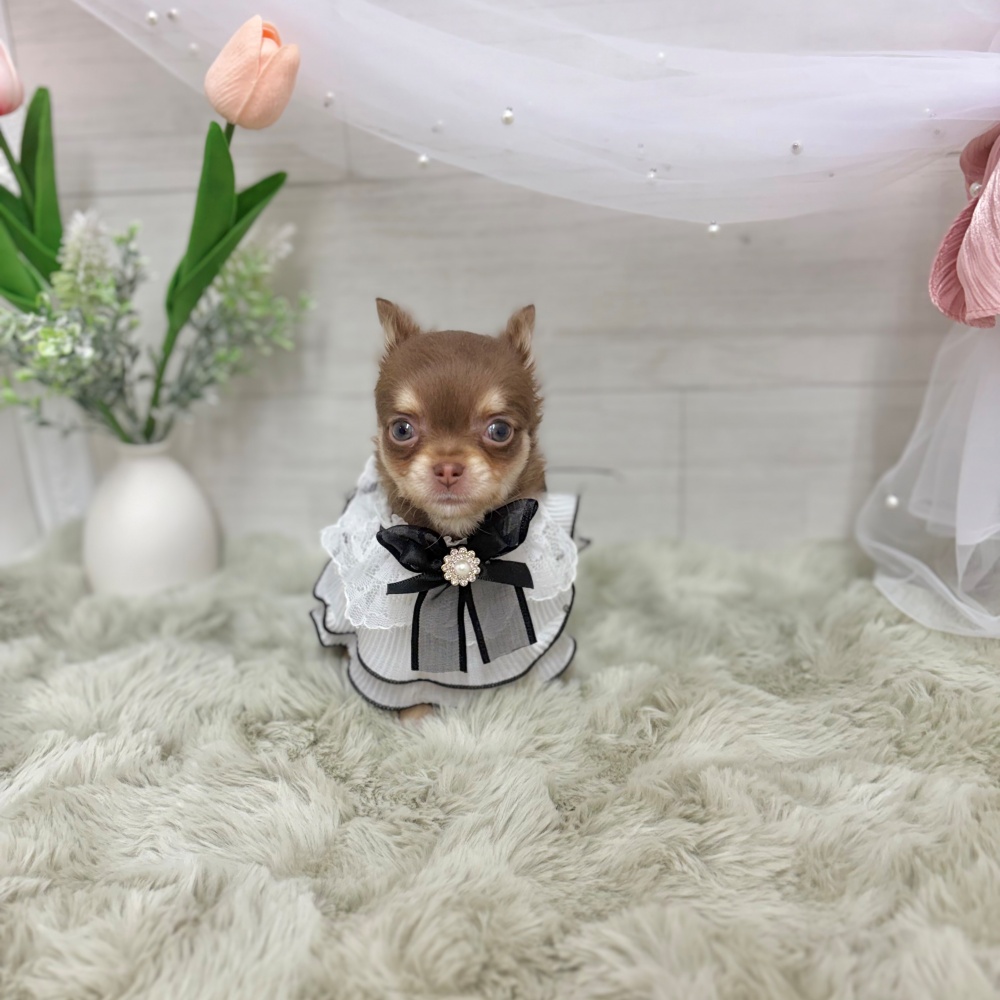 神奈川県のチワワ(ロング) (犬の家＆猫の里相模原店/2026年4月1日生まれ/女の子/チョコレートクリーム)の子犬の3枚目の画像