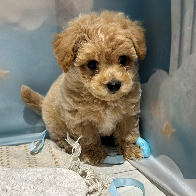 福岡県のビションプー(ビションフリーゼ×プードル) (犬の家＆猫の里トリアス久山店/2026年4月6日生まれ/男の子/アプリコット)の子犬の3枚目の画像