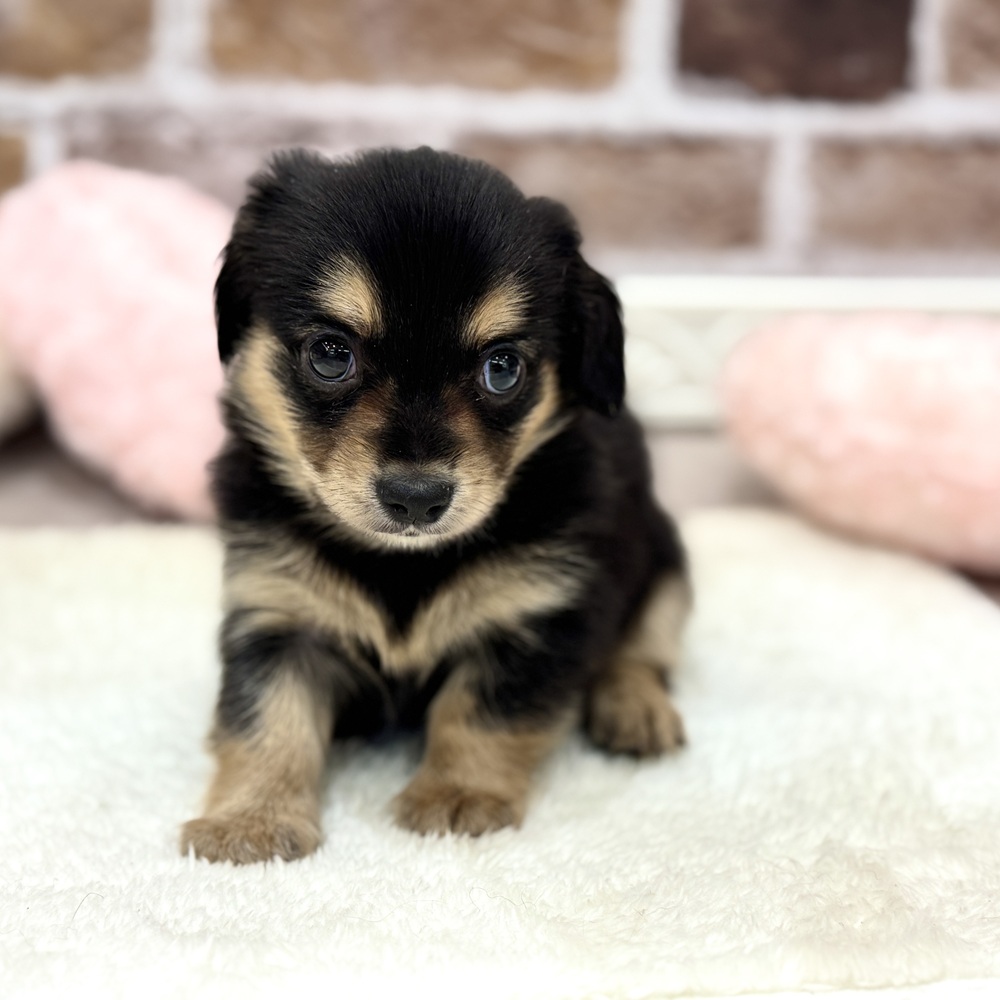 三重県のチワックス(チワワ×ダックス) (犬の家＆猫の里三重桑名店/2026年4月7日生まれ/男の子/ブラックタン)の子犬の3枚目の画像