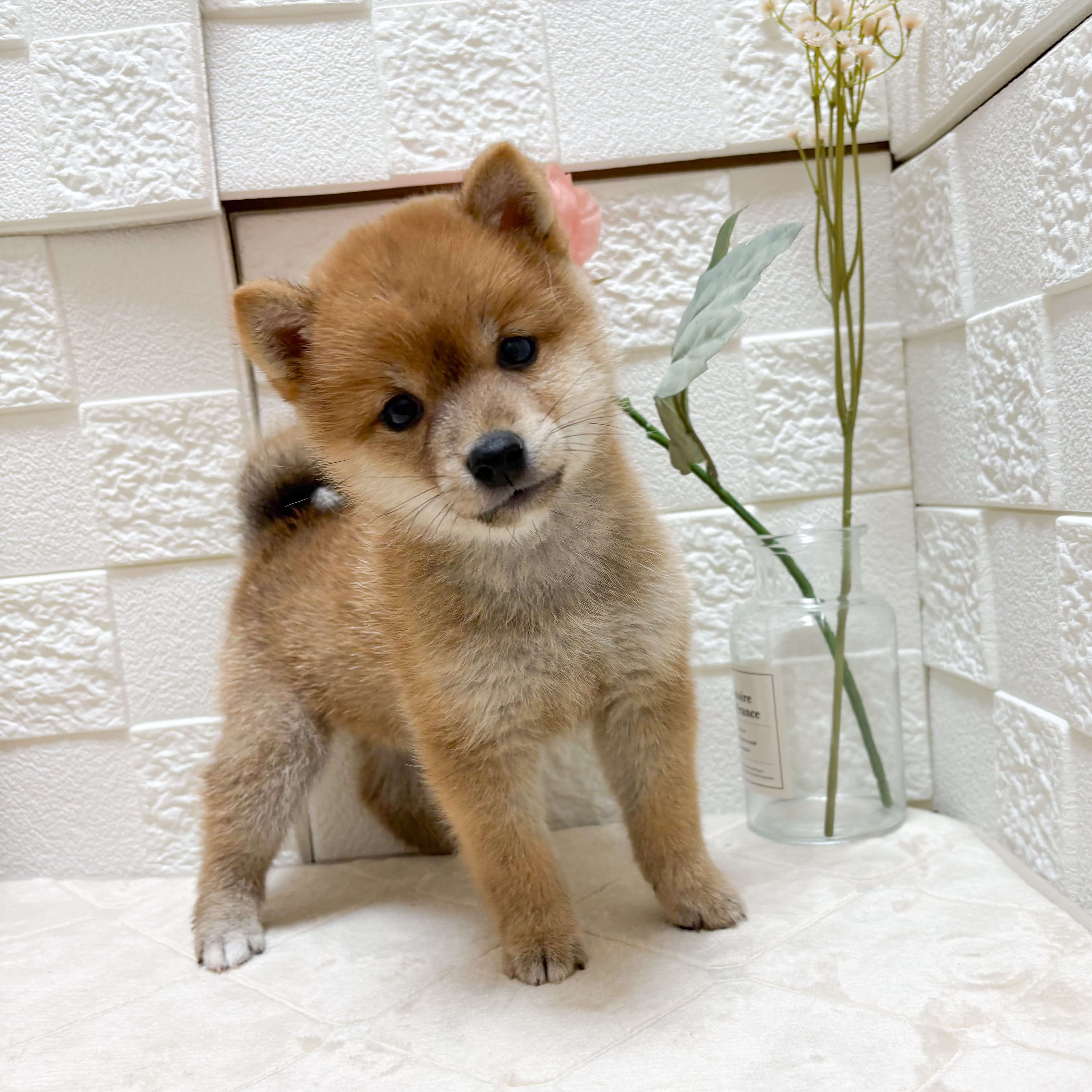 東京都の豆柴 (犬の家＆猫の里ペットフォレスト小平店/2026年4月7日生まれ/女の子/赤)の子犬の3枚目の画像