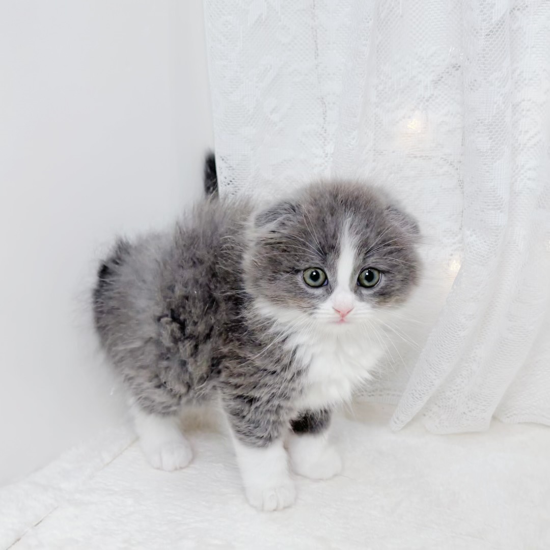 千葉県のスコティッシュフォールド (犬の家＆猫の里BIGHOPガーデンモール印西店/2026年4月5日生まれ/男の子/ブルーホワイト)の子猫の3枚目の画像