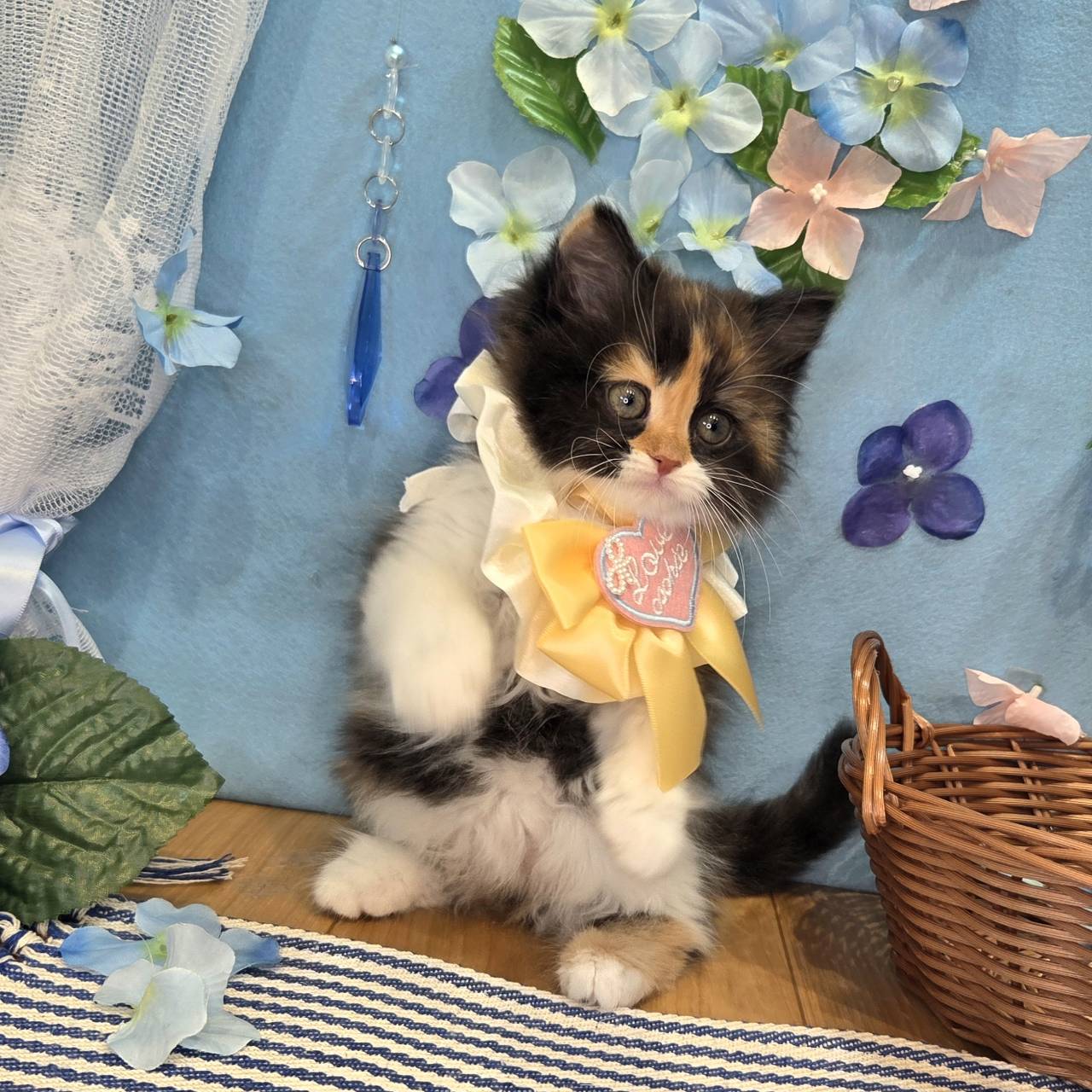 長野県のスコティッシュフォールド (犬の家＆猫の里カインズ梓川店/2026年4月5日生まれ/女の子/キャリコ)の子猫の3枚目の画像