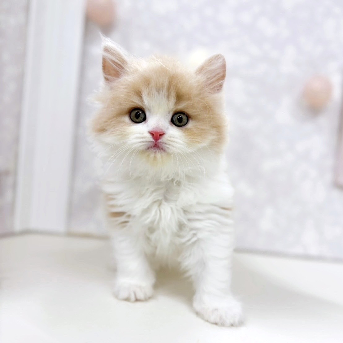 富山県のスコティッシュフォールド (犬の家＆猫の里アミーゴ高岡蓮花寺店/2026年4月7日生まれ/男の子/クリームホワイト)の子猫の3枚目の画像