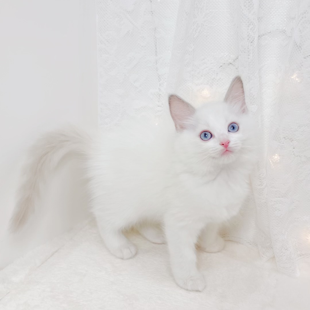 千葉県のラグドール (犬の家＆猫の里BIGHOPガーデンモール印西店/2026年4月6日生まれ/男の子/ブルーポイントバイカラー)の子猫の3枚目の画像