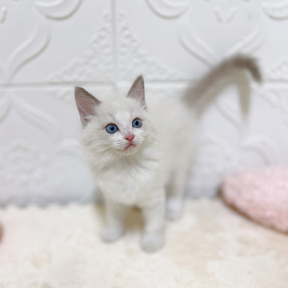 愛知県のラグドール (犬の家＆猫の里岡崎店/2026年4月6日生まれ/男の子/ブルーポイントバイカラー)の子猫の3枚目の画像
