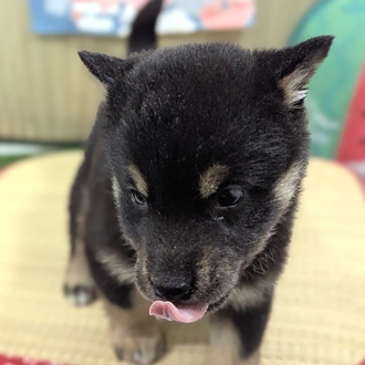 神奈川県の柴犬(標準サイズ) (犬の家＆猫の里小田原店/2026年4月6日生まれ/女の子/黒)の子犬の3枚目の画像