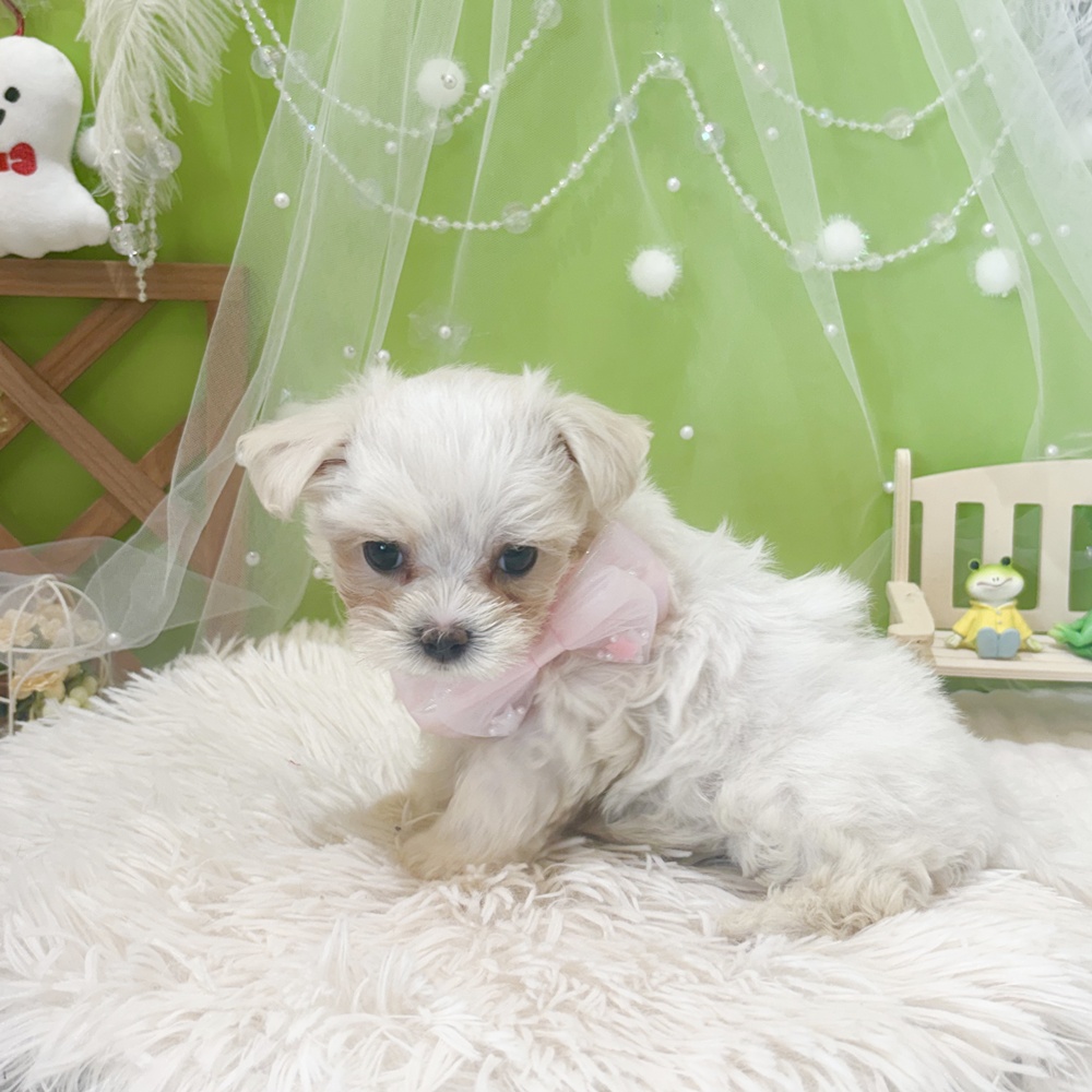 静岡県のマルチーズ (犬の家＆猫の里富士店/2026年4月5日生まれ/女の子/ホワイト)の子犬の3枚目の画像
