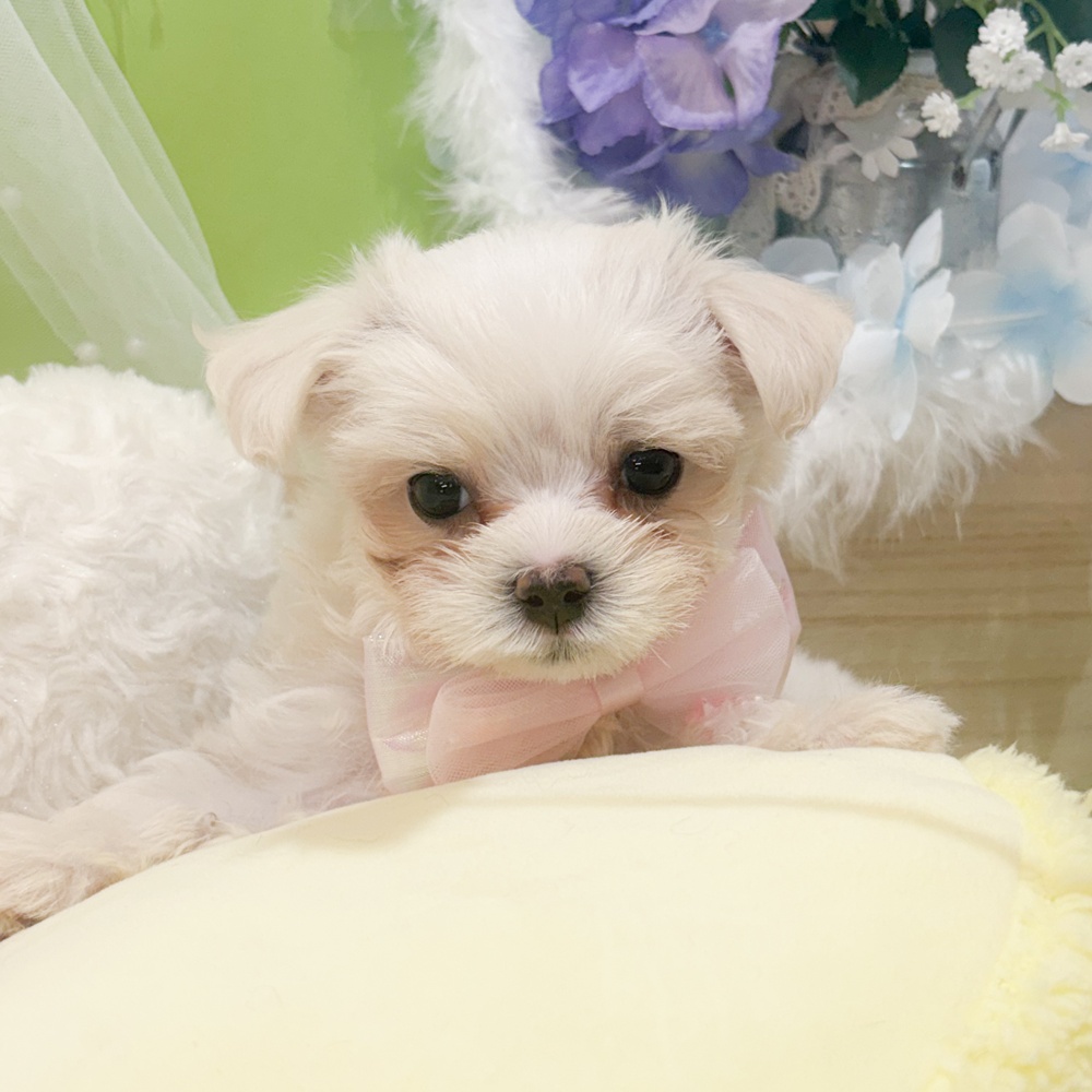 静岡県のマルチーズ (犬の家＆猫の里富士店/2026年4月5日生まれ/女の子/ホワイト)の子犬の3枚目の画像