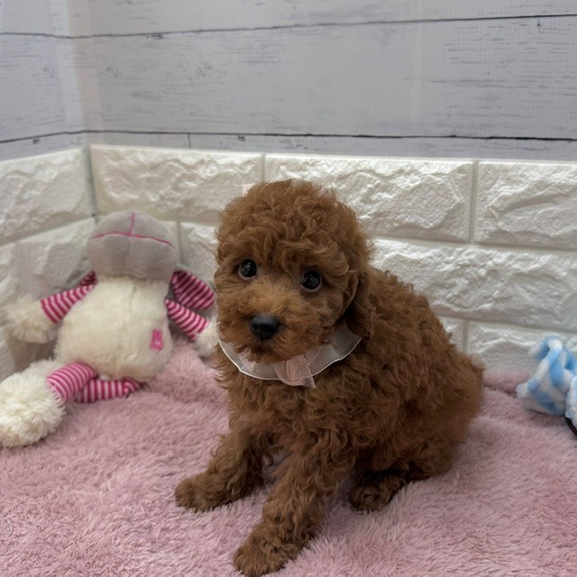 静岡県のトイプードル(トイ) (犬の家＆猫の里アミーゴ浜松和田店/2026年4月6日生まれ/男の子/レッド)の子犬の3枚目の画像