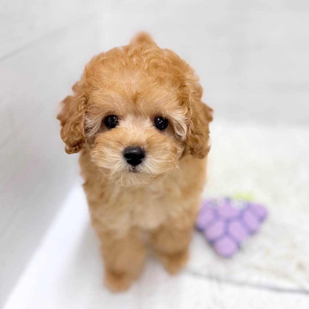 愛知県のトイプードル(トイ) (犬の家＆猫の里豊田店/2026年4月6日生まれ/女の子/アプリコット)の子犬の3枚目の画像