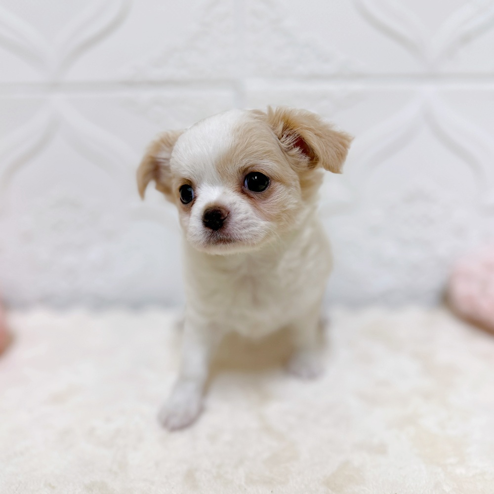 愛知県のチワワ(ロング) (犬の家＆猫の里岡崎店/2026年4月4日生まれ/女の子/クリームホワイト)の子犬の3枚目の画像