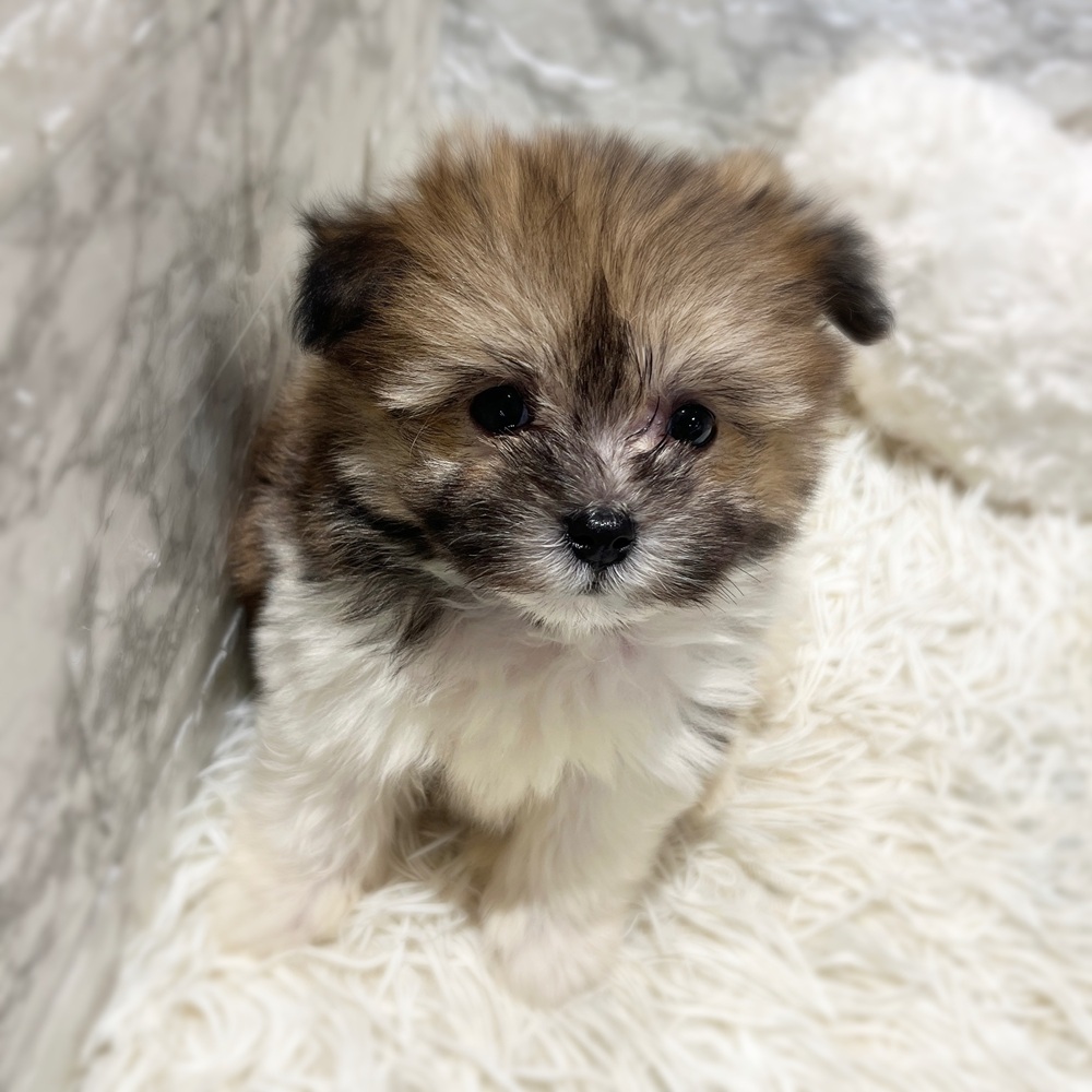 愛知県のポメマル/マルポメ(ポメラニアン×マルチーズ) (犬の家＆猫の里MiO香久山店/2026年4月5日生まれ/男の子/パーティーカラー)の子犬の3枚目の画像