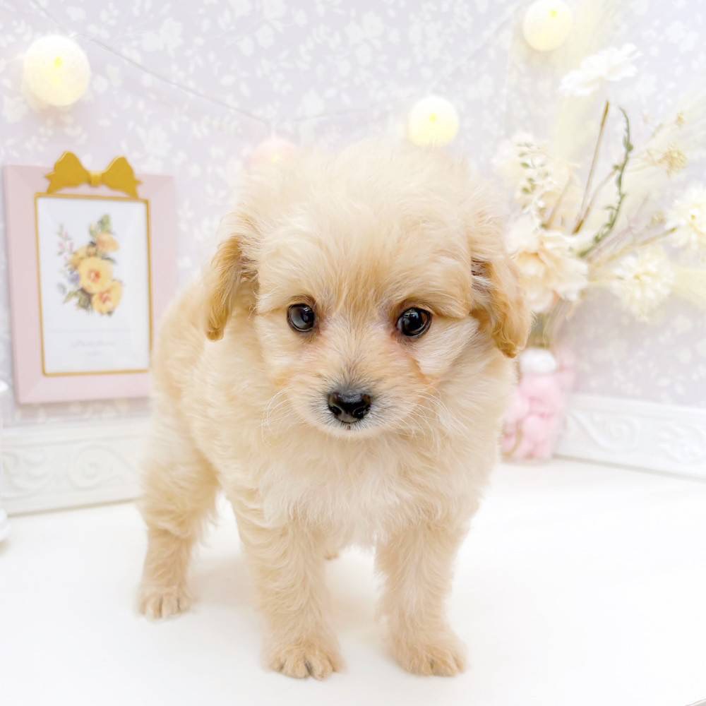 富山県のポメプー(ポメラニアン×プードル) (犬の家＆猫の里富山店/2026年4月1日生まれ/男の子/クリーム)の子犬の3枚目の画像