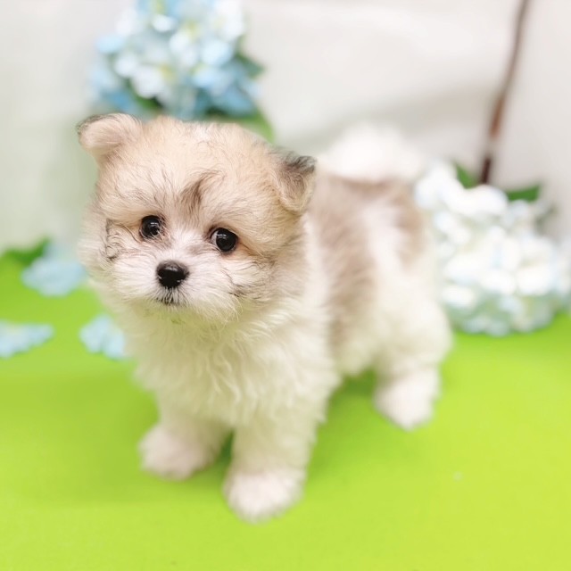 静岡県のハーフ犬・ミックス犬 (犬の家＆猫の里藤枝店/2026年4月7日生まれ/男の子/パーティーカラー)の子犬の3枚目の画像