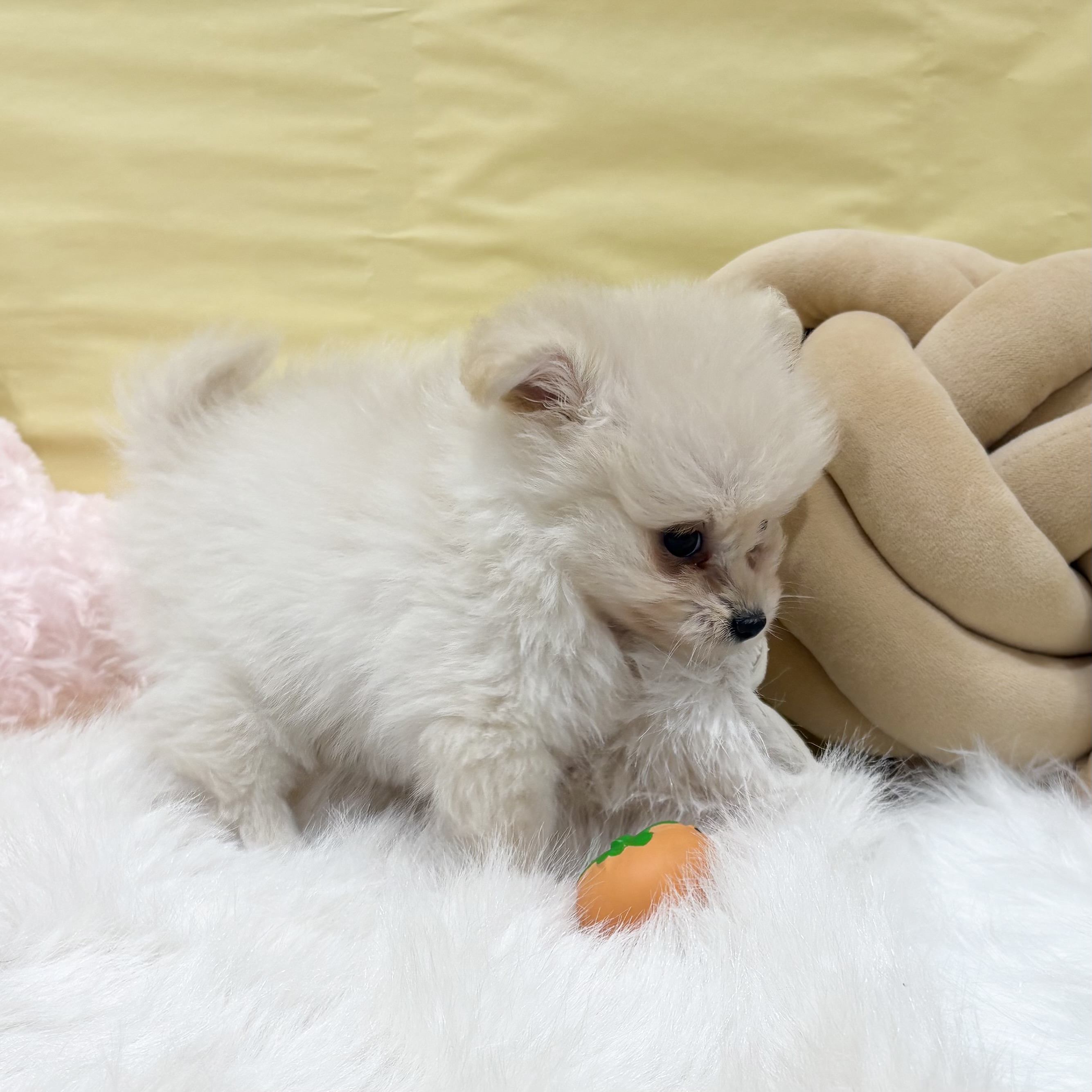 神奈川県のポメプー(ポメラニアン×プードル) (犬の家＆猫の里元住吉ブレーメン通り店/2026年4月6日生まれ/女の子/クリーム)の子犬の3枚目の画像