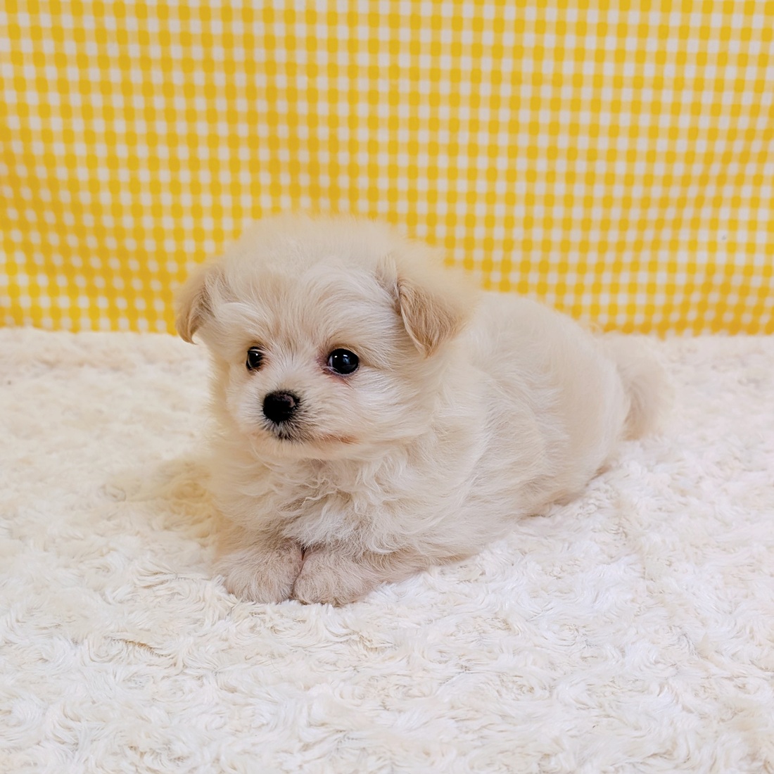 愛知県のポメプー(ポメラニアン×プードル) (犬の家＆猫の里一宮店/2026年4月6日生まれ/男の子/クリーム)の子犬の3枚目の画像