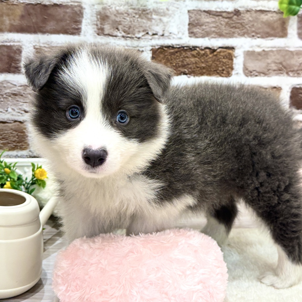 三重県のボーダーコリー (犬の家＆猫の里三重桑名店/2026年4月4日生まれ/男の子/ブルーホワイト)の子犬の3枚目の画像