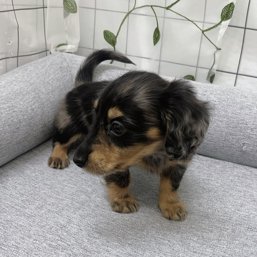 長野県のミニチュアダックスフンド(ロング) (犬の家＆猫の里塩尻店/2026年4月7日生まれ/男の子/シルバーダップル)の子犬の3枚目の画像