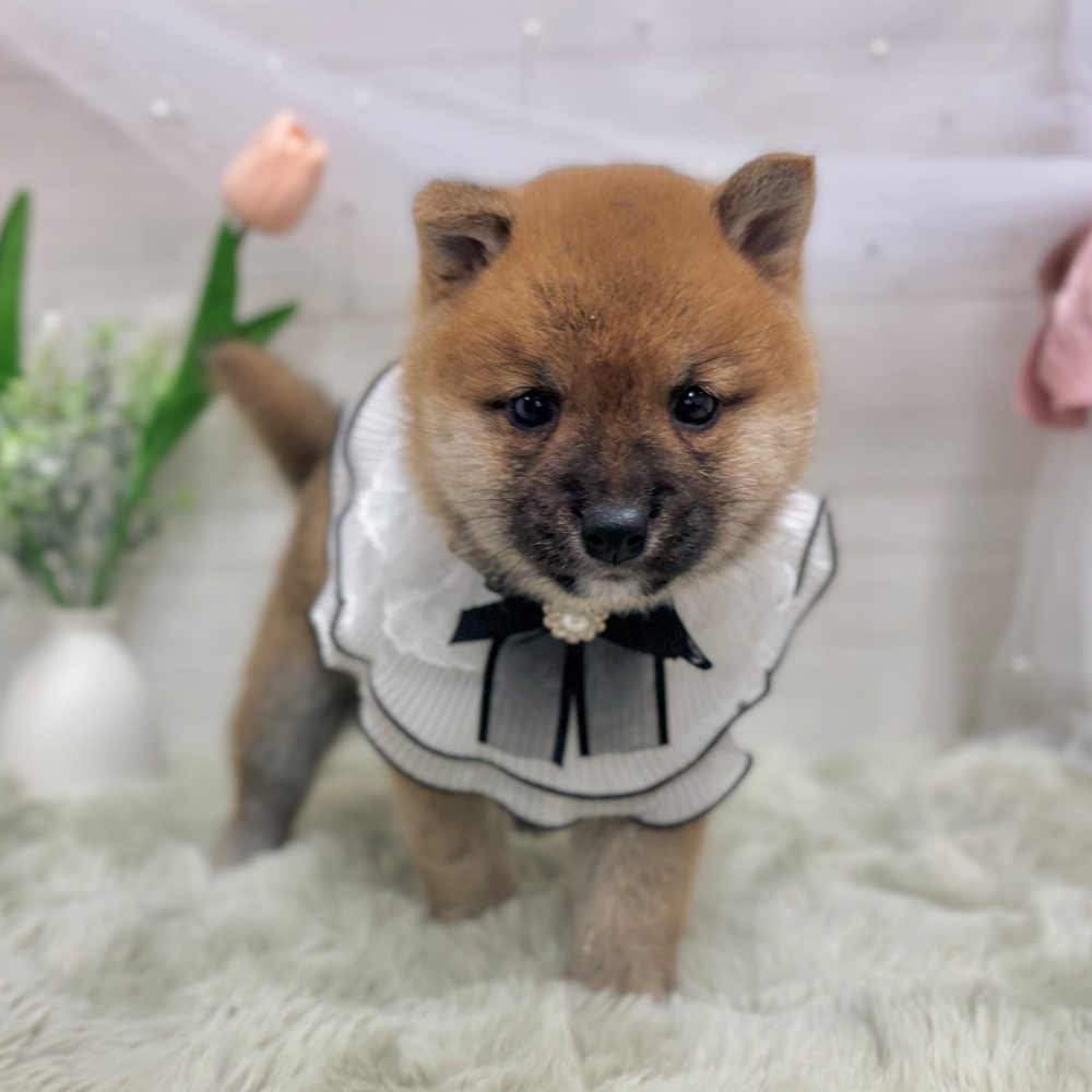 神奈川県の豆柴 (犬の家＆猫の里相模原店/2026年4月5日生まれ/男の子/赤)の子犬の3枚目の画像