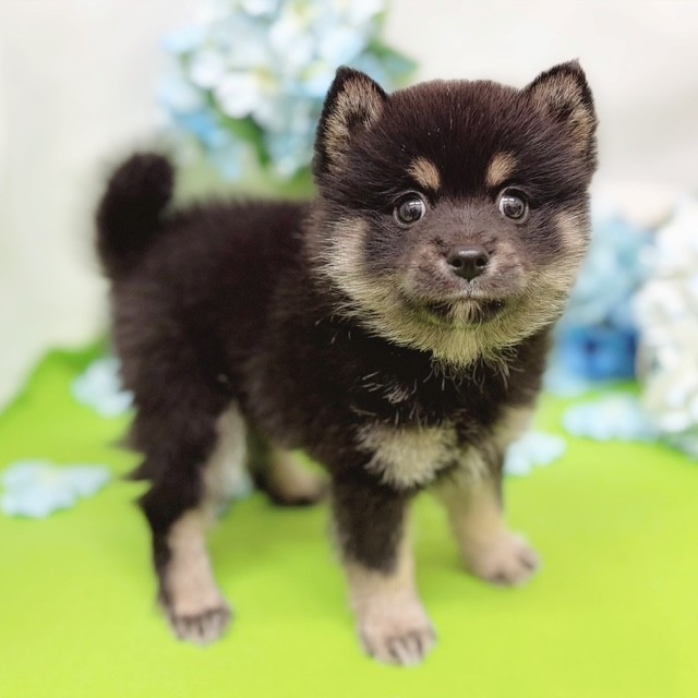 静岡県のポメ柴/豆ポメ/ポメ豆柴(ポメラニアン×柴犬) (犬の家＆猫の里藤枝店/2026年4月6日生まれ/男の子/黒)の子犬の3枚目の画像