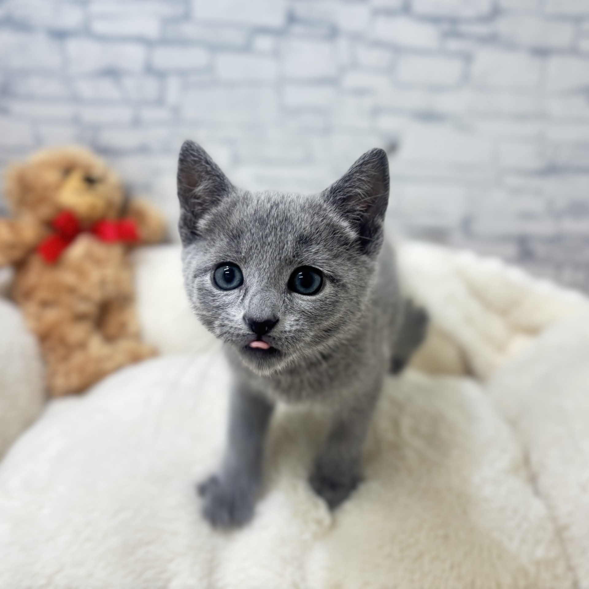 長野県のロシアンブルー (犬の家＆猫の里長野店/2026年4月1日生まれ/女の子/ブルー)の子猫の3枚目の画像