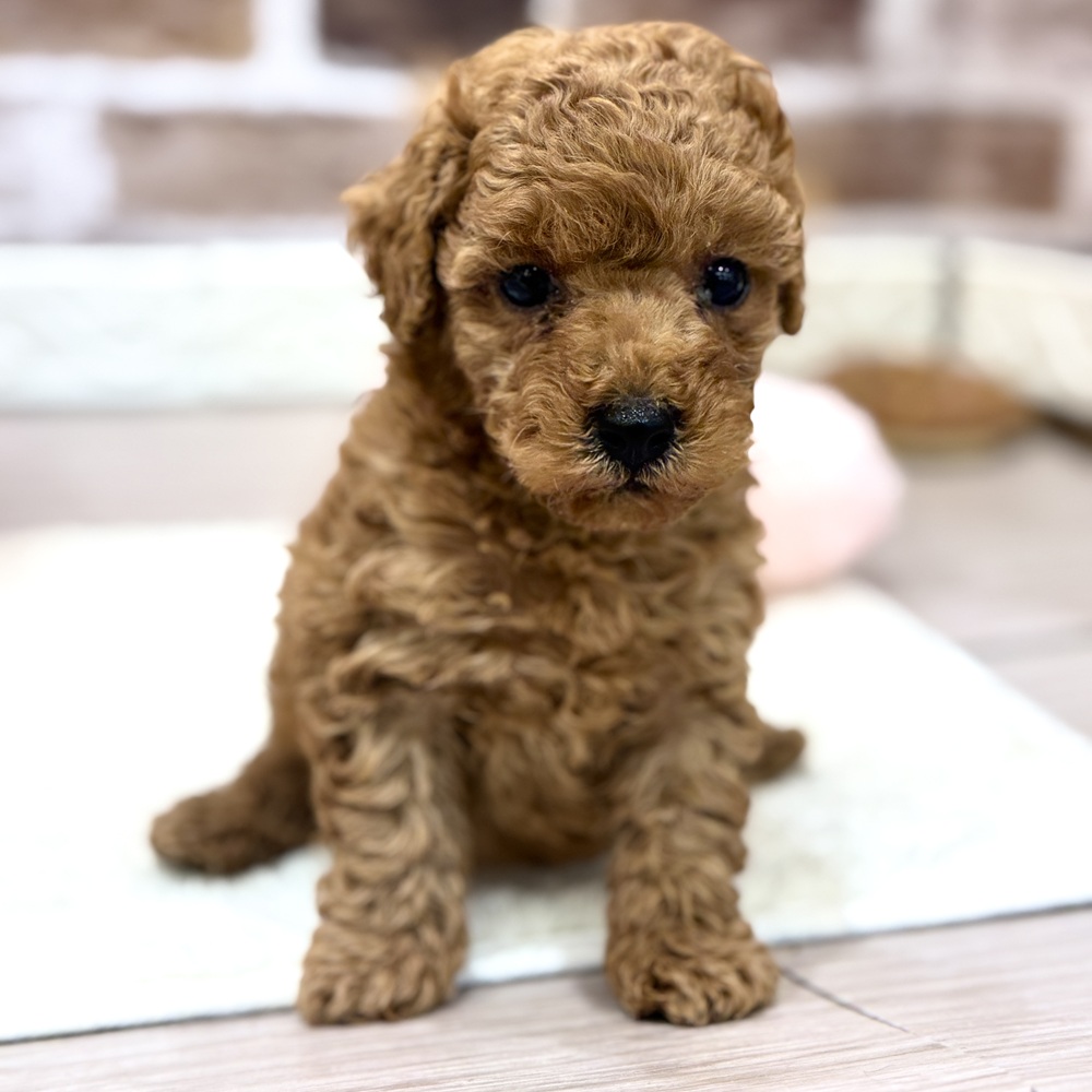 三重県のトイプードル(トイ) (犬の家＆猫の里三重桑名店/2026年4月7日生まれ/男の子/レッド)の子犬の3枚目の画像