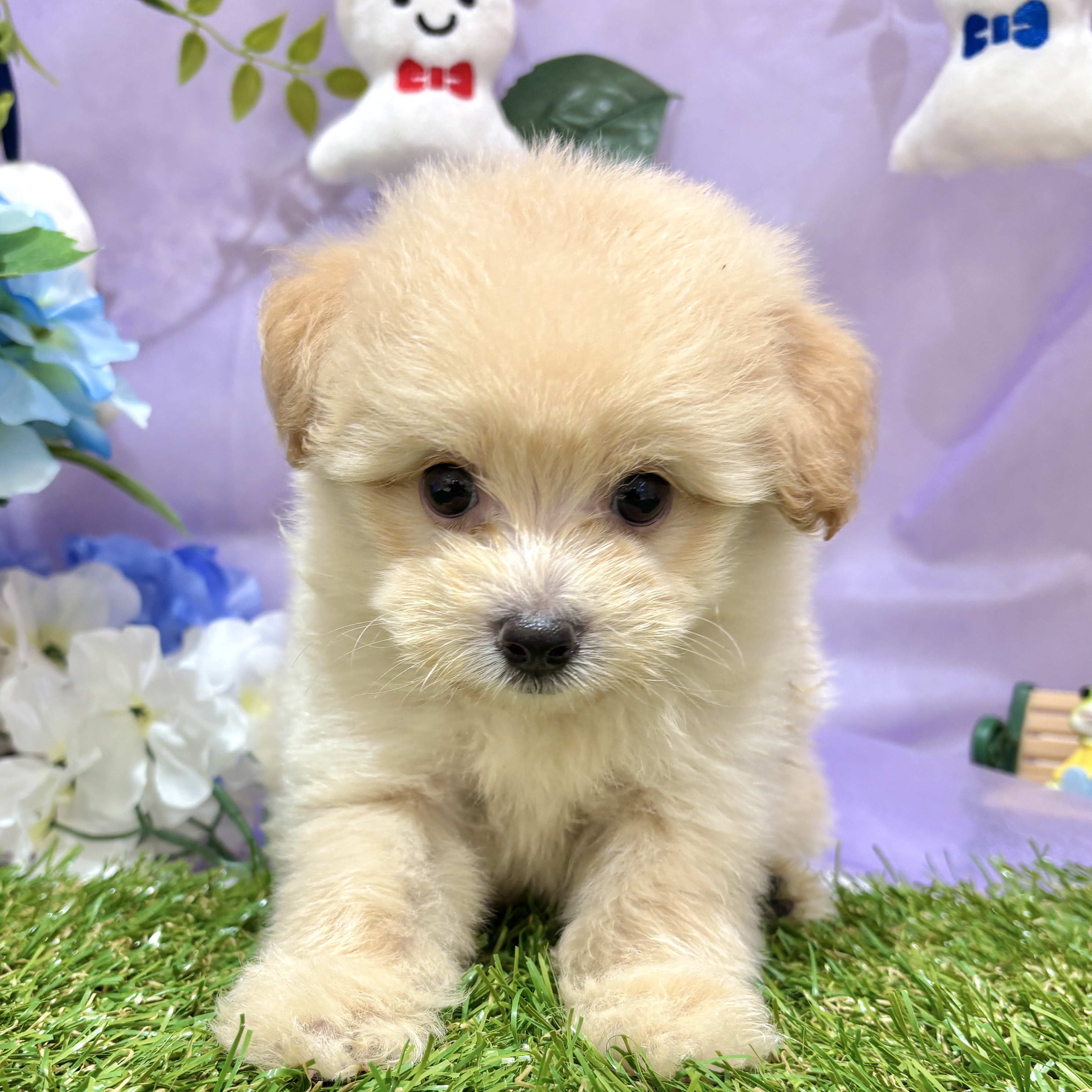 福岡県のポメプー(ポメラニアン×プードル) (犬の家＆猫の里くりえいと宗像店/2026年4月5日生まれ/男の子/クリーム)の子犬の3枚目の画像