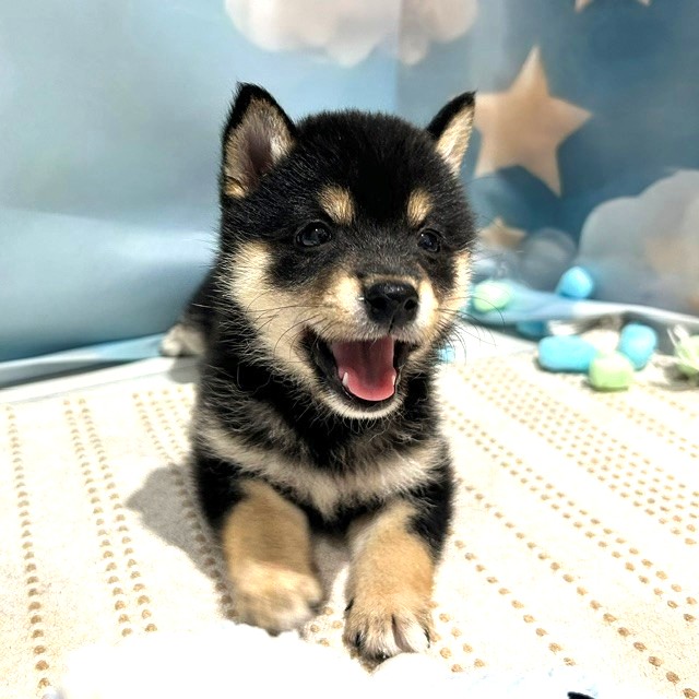 福岡県の豆柴 (犬の家＆猫の里トリアス久山店/2026年4月4日生まれ/女の子/黒)の子犬の3枚目の画像