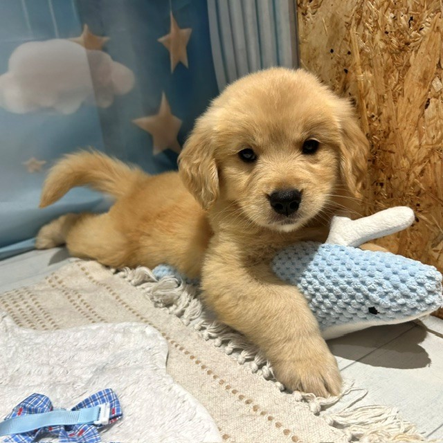 福岡県のゴールデンレトリバー (犬の家＆猫の里トリアス久山店/2026年4月7日生まれ/女の子/ゴールデン)の子犬の3枚目の画像