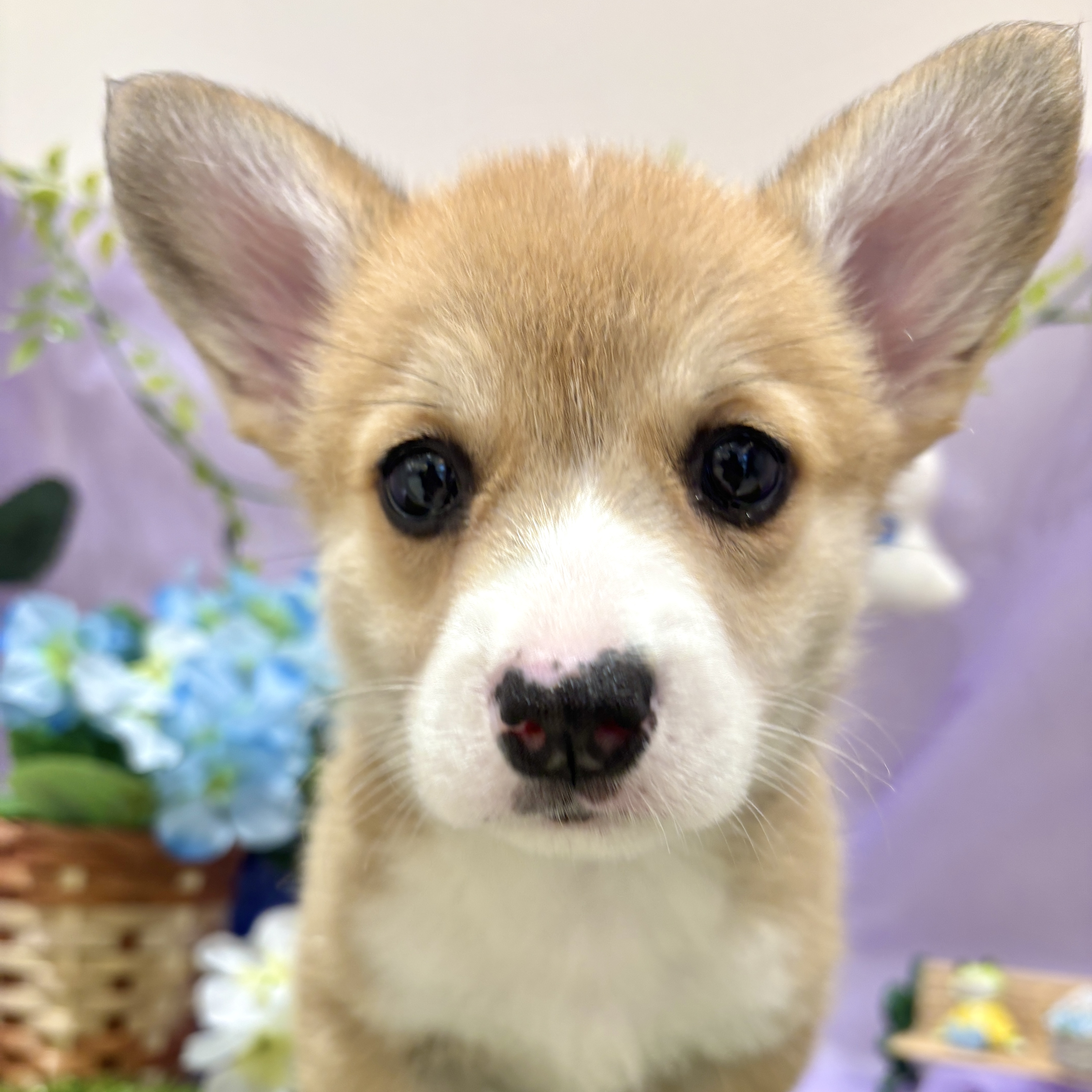 福岡県のウェルシュコーギーペンブローク (犬の家＆猫の里くりえいと宗像店/2026年4月5日生まれ/女の子/レッドホワイト)の子犬の1枚目の画像
