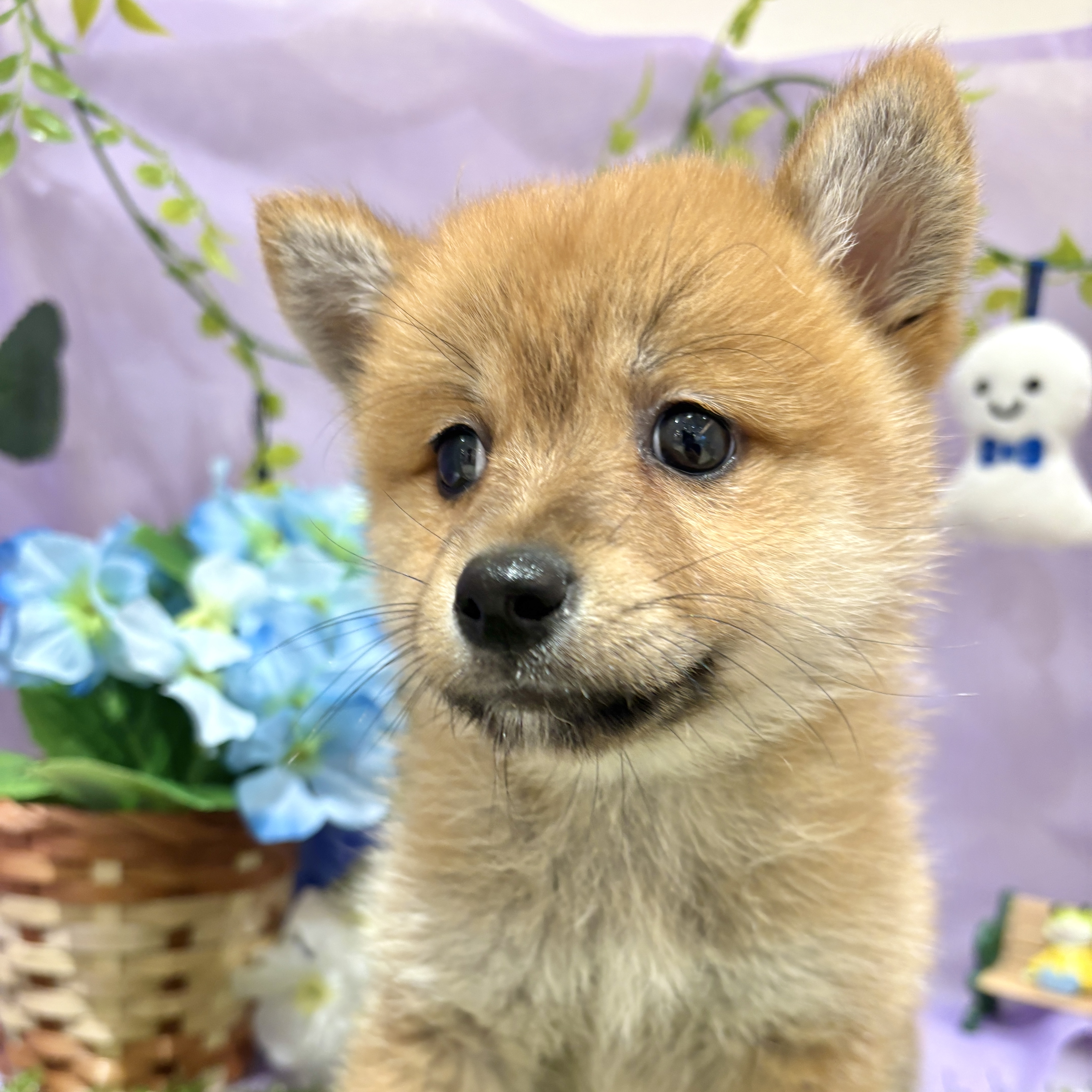 福岡県のポメ柴/豆ポメ/ポメ豆柴(ポメラニアン×柴犬) (犬の家＆猫の里くりえいと宗像店/2026年4月3日生まれ/女の子/赤)の子犬の3枚目の画像