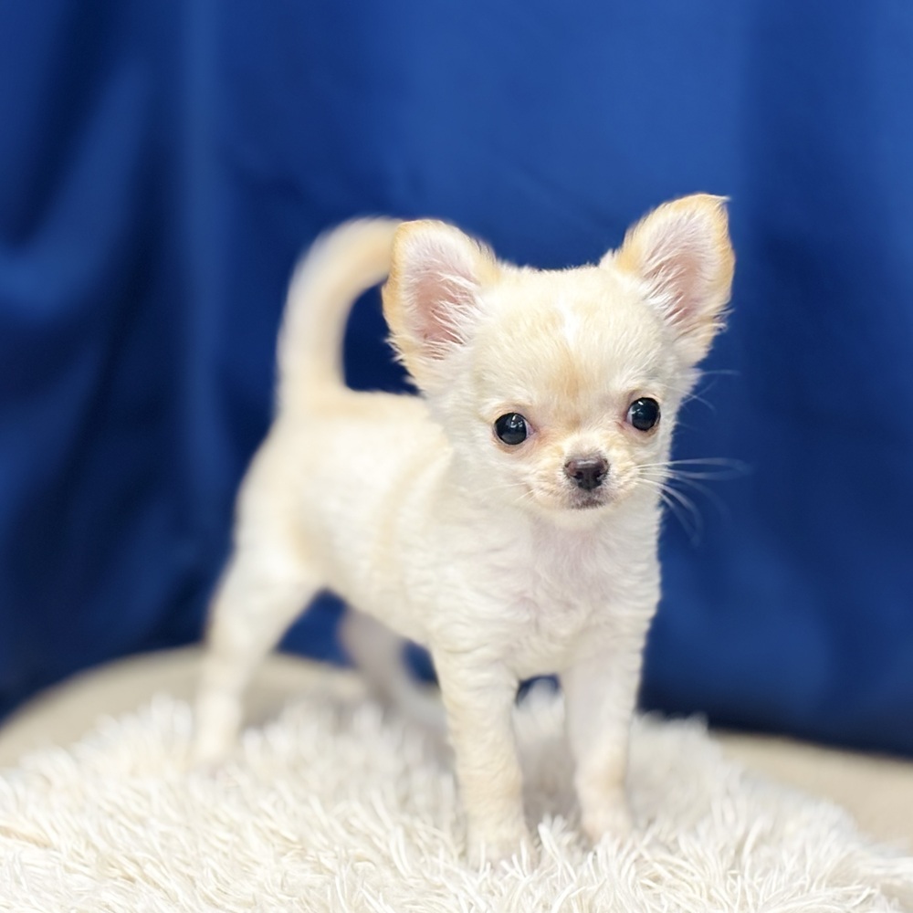 岐阜県のチワワ(ロング) (犬の家＆猫の里中津川店/2026年4月6日生まれ/女の子/クリームホワイト)の子犬の3枚目の画像
