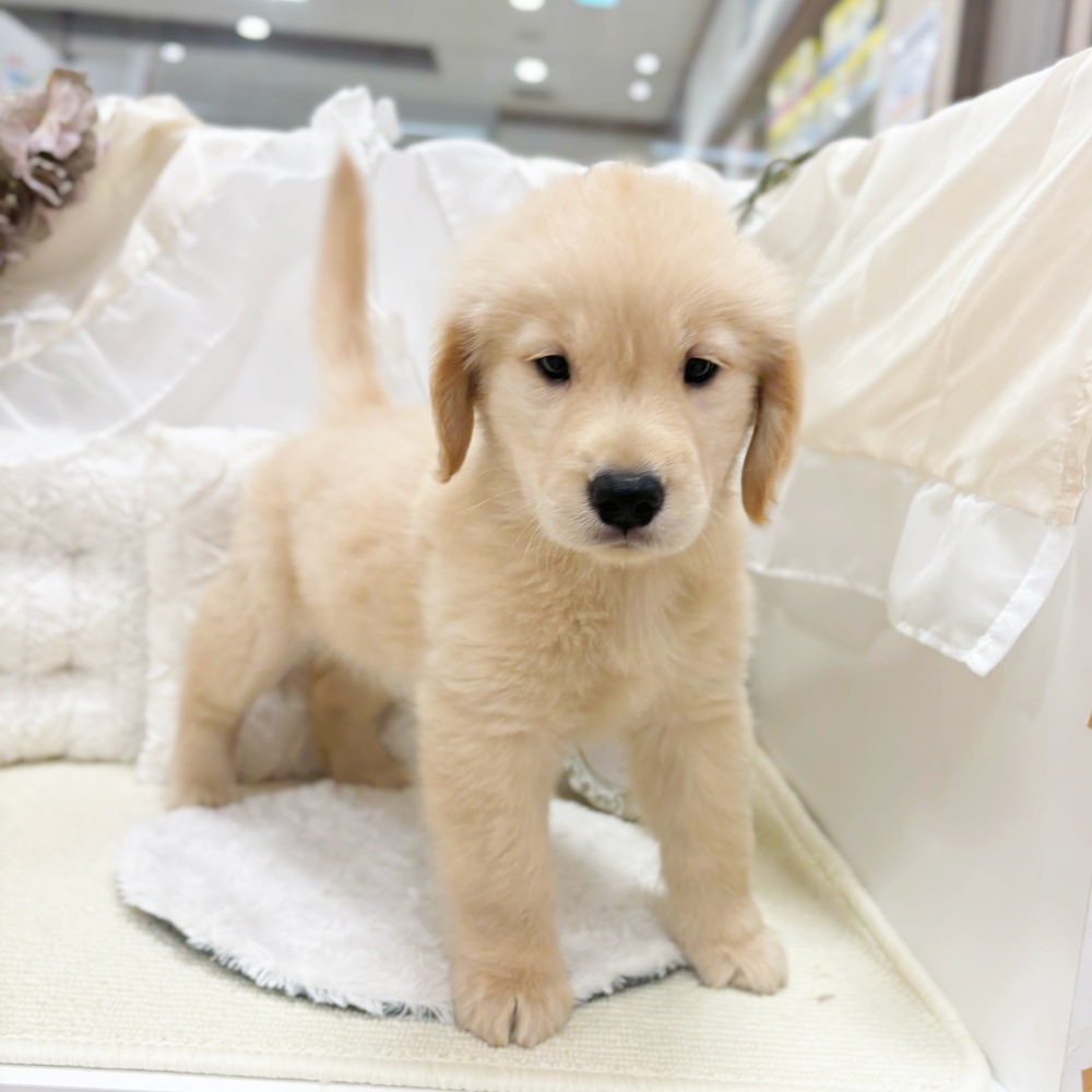 岐阜県のゴールデンレトリバー (犬の家＆猫の里カラフルタウン岐阜店/2026年4月8日生まれ/女の子/ゴールデン)の子犬の3枚目の画像