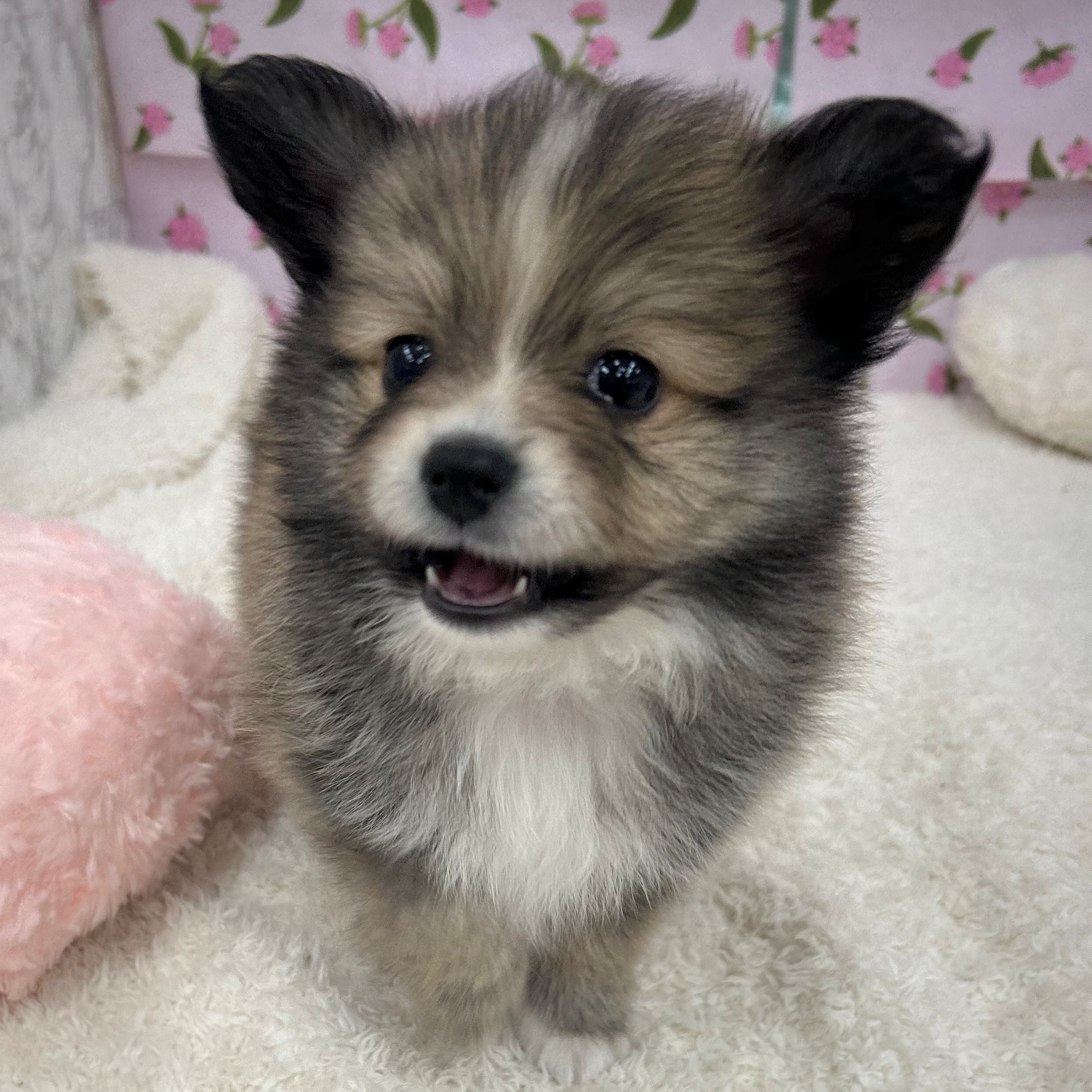 ポメヨン/パピポメ/ポメパピ(ポメラニアン×パピヨン)の子犬を価格や