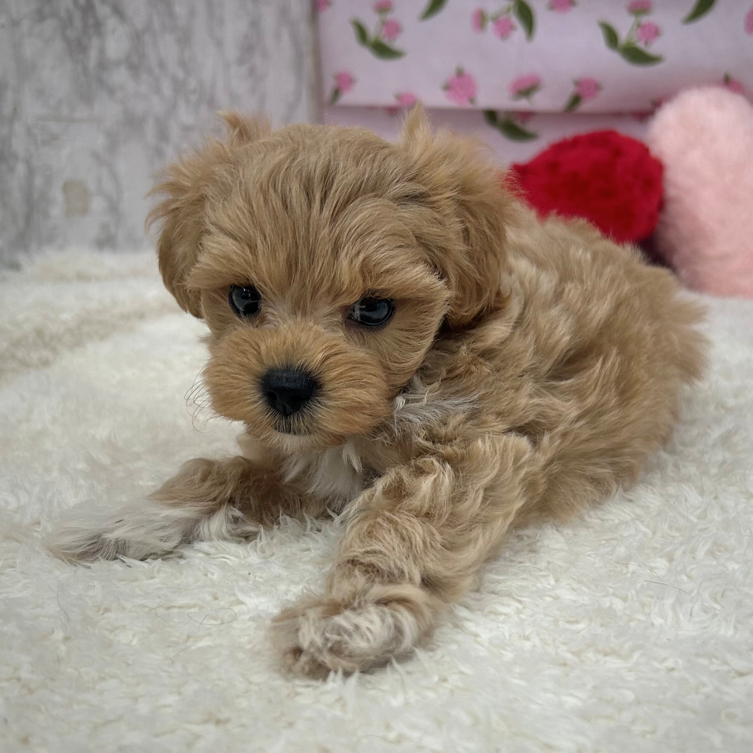 愛知県のマルプー(マルチーズ×プードル) (犬の家＆猫の里エアポートウォーク店/2026年4月8日生まれ/女の子/アプリコットホワイト)の子犬の3枚目の画像