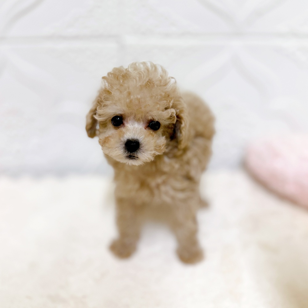 愛知県のトイプードル(タイニー) (犬の家＆猫の里岡崎店/2026年4月7日生まれ/男の子/ペールフォーン)の子犬の3枚目の画像