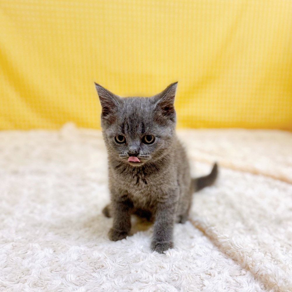 愛知県のブリティッシュショートヘアー (犬の家＆猫の里一宮店/2026年4月2日生まれ/男の子/ブルー)の子猫の3枚目の画像