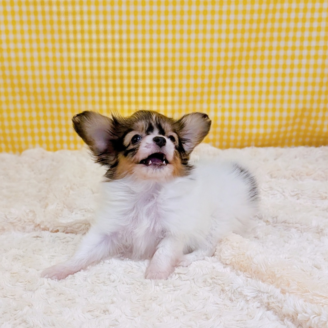 愛知県のパピヨン (犬の家＆猫の里一宮店/2026年4月7日生まれ/女の子/ホワイトブラウン)の子犬の3枚目の画像