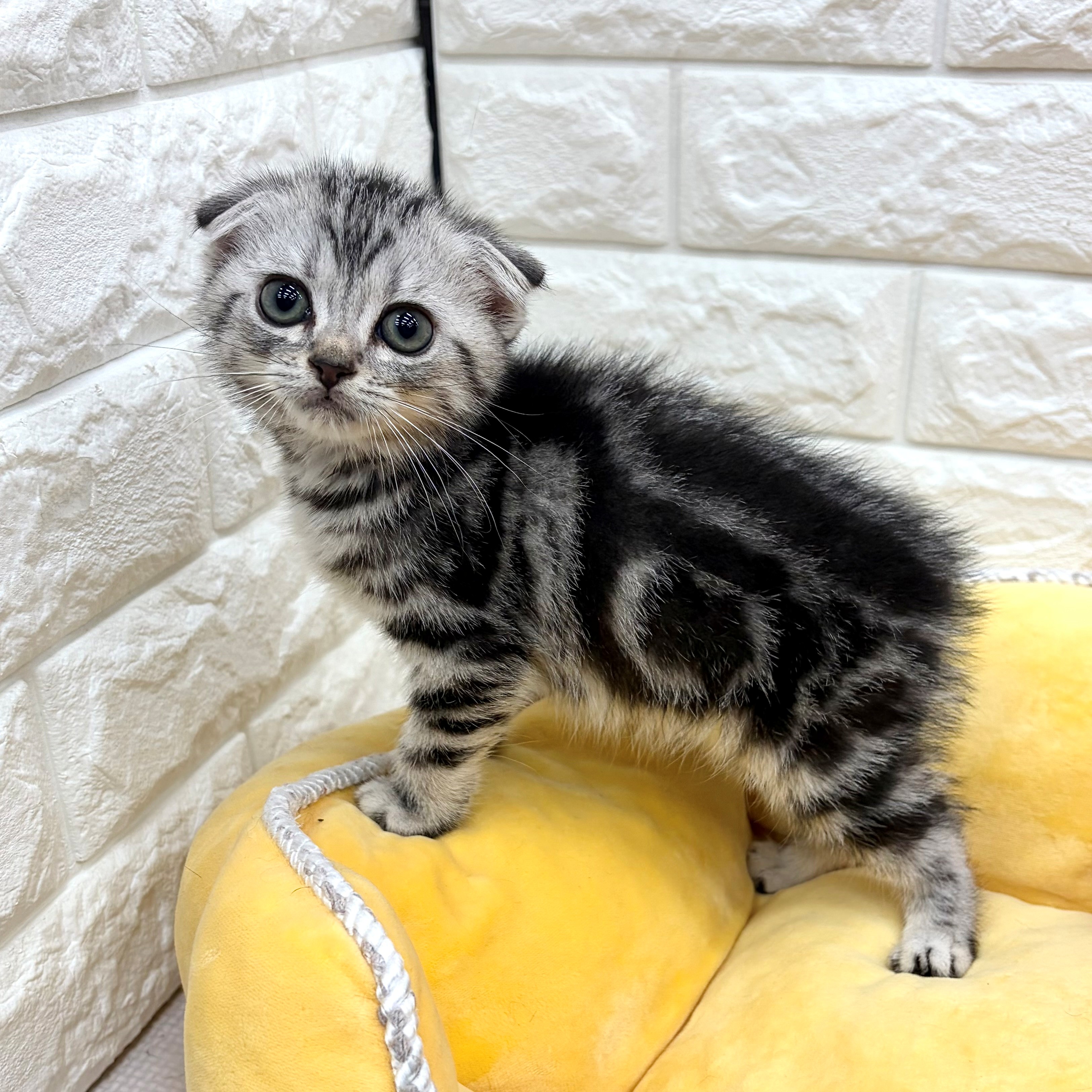 愛知県のスコティッシュフォールド (犬の家＆猫の里MEGAドン・キホーテ東海名和店/2026年4月6日生まれ/男の子/シルバータビー)の子猫の3枚目の画像
