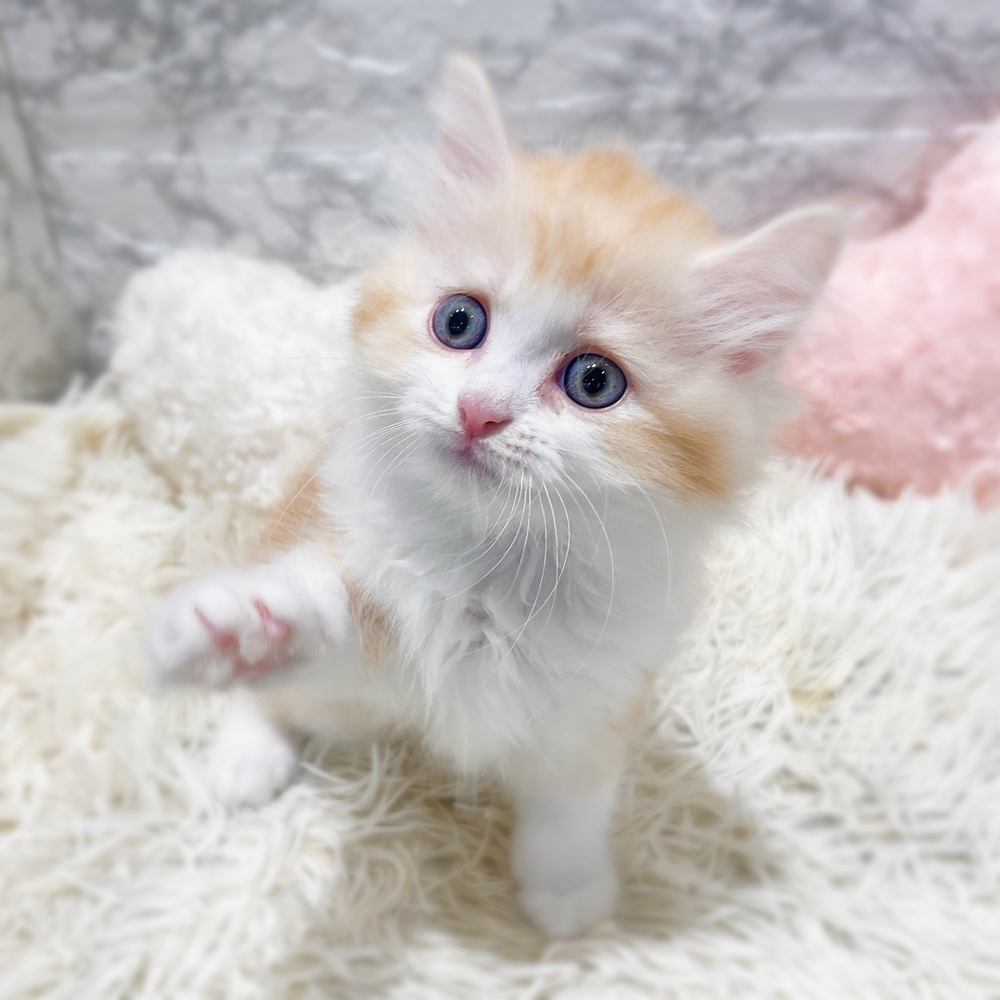 愛知県のラガマフィン (犬の家＆猫の里MiO香久山店/2026年4月1日生まれ/男の子/カメオタビーホワイト)の子猫の3枚目の画像